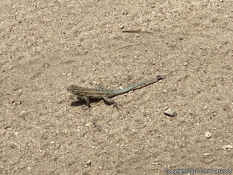 Western Side-blotched Lizard (Uta stansburiana elegans)