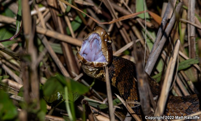 Eastern Cottonmouth (Agkistrodon piscivorus piscivorus)