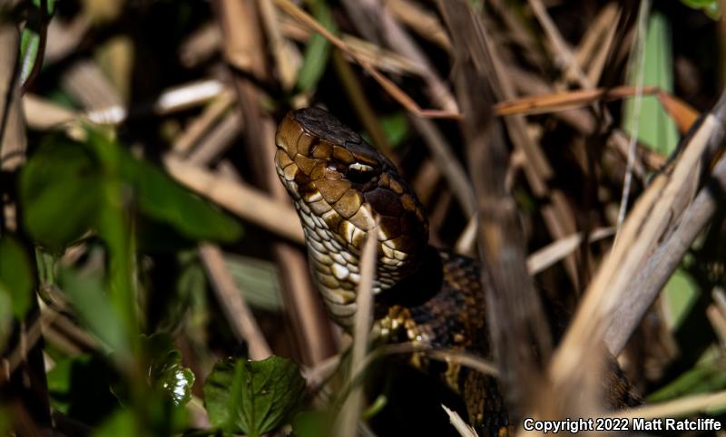 Eastern Cottonmouth (Agkistrodon piscivorus piscivorus)