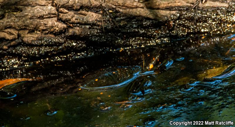 Spotted Turtle (Clemmys guttata)