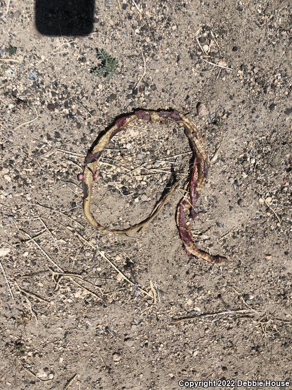 Red Racer (Coluber flagellum piceus)