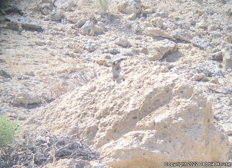 Yellow-backed Spiny Lizard (Sceloporus uniformis)