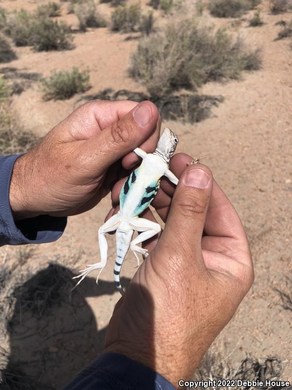 Western Zebra-tailed Lizard (Callisaurus draconoides rhodostictus)