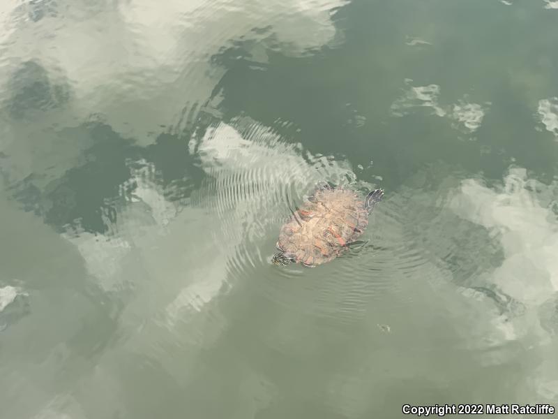 Northern Red-bellied Cooter (Pseudemys rubriventris)