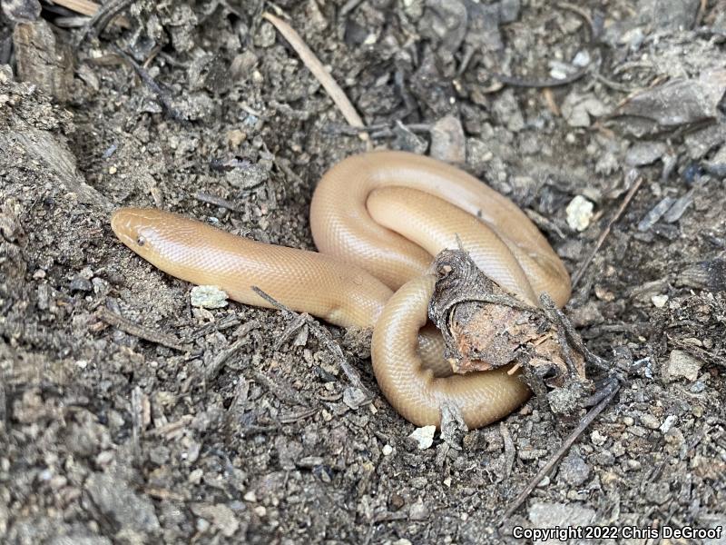 Southern Rubber Boa (Charina umbratica)