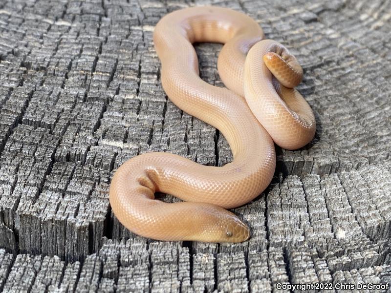 Southern Rubber Boa (Charina umbratica)