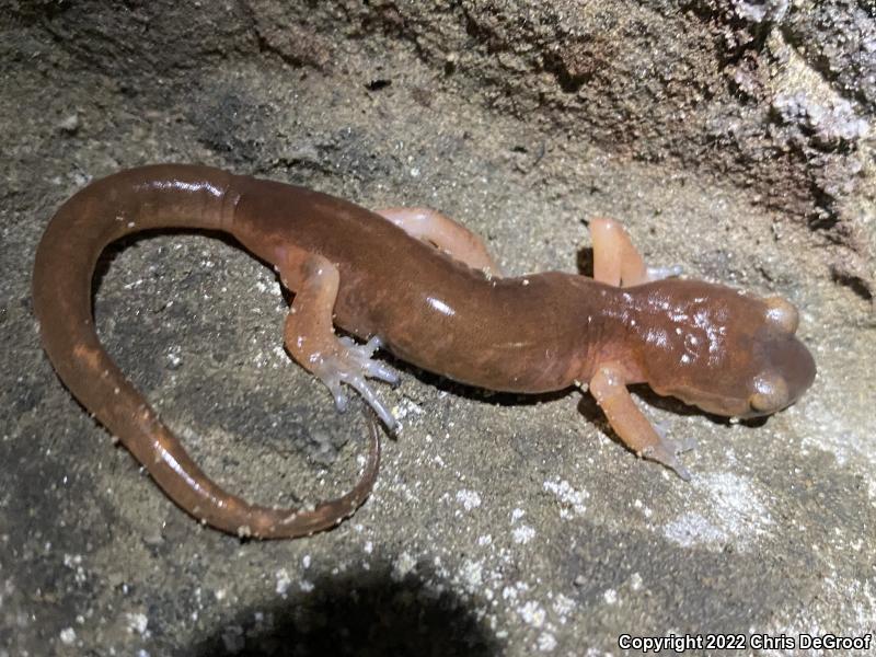 Monterey Ensatina (Ensatina eschscholtzii eschscholtzii)