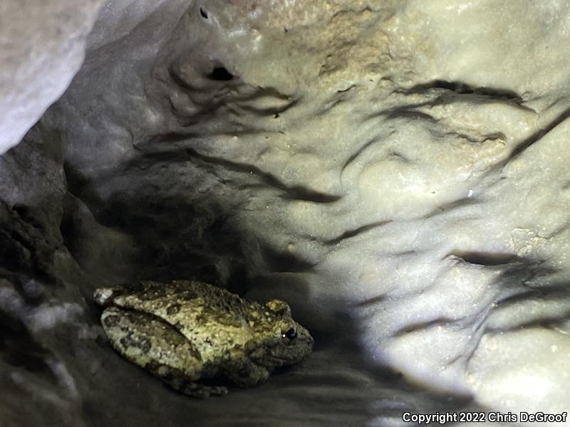 California Treefrog (Pseudacris cadaverina)