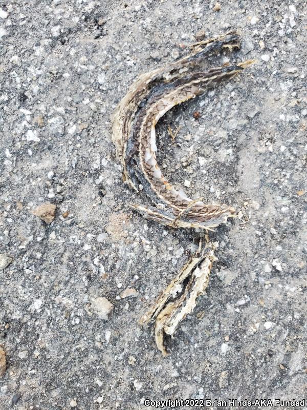 California Striped Racer (Coluber lateralis lateralis)