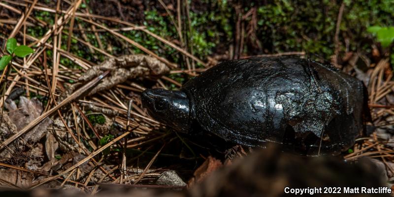 Striped Mud Turtle (Kinosternon baurii)