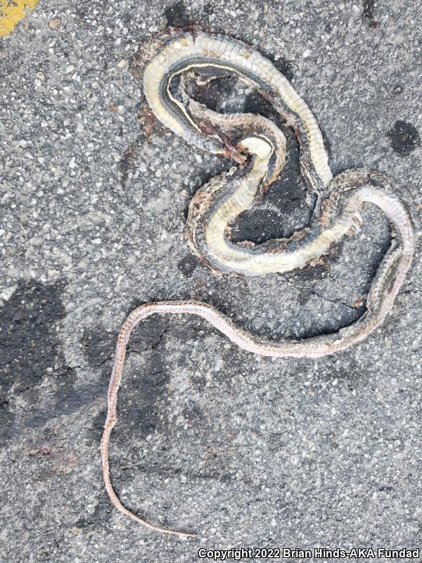 California Striped Racer (Coluber lateralis lateralis)