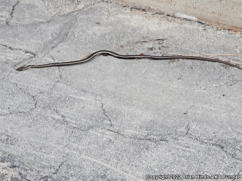 California Striped Racer (Coluber lateralis lateralis)