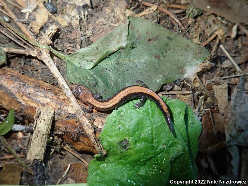 Eastern Red-backed Salamander (Plethodon cinereus)