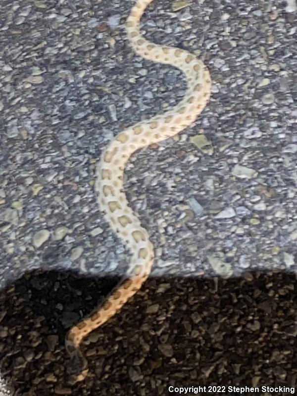 Prairie Rattlesnake (Crotalus viridis)