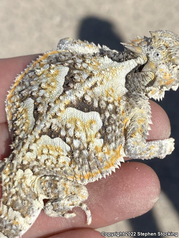 Southern Desert Horned Lizard (Phrynosoma platyrhinos calidiarum)