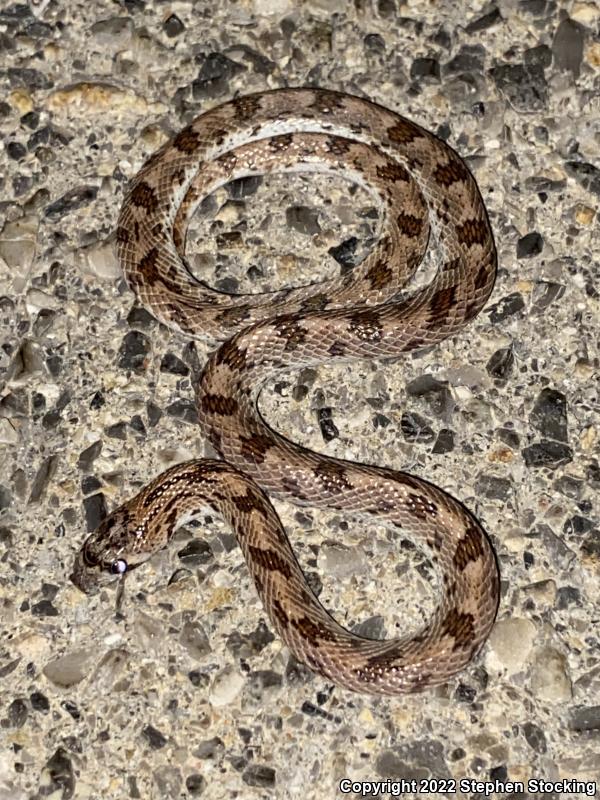 Spotted Leaf-nosed Snake (Phyllorhynchus decurtatus)