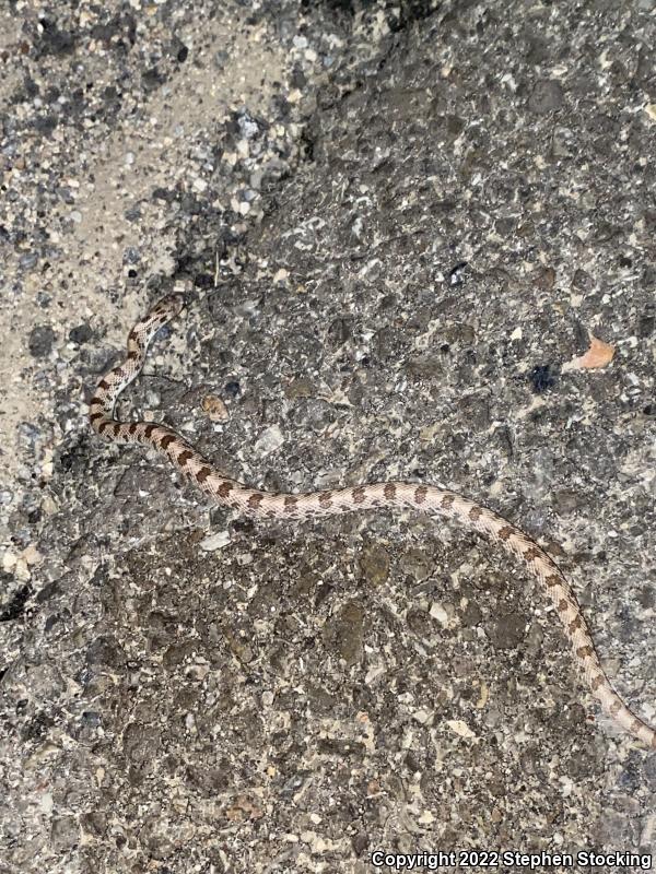 Spotted Leaf-nosed Snake (Phyllorhynchus decurtatus)