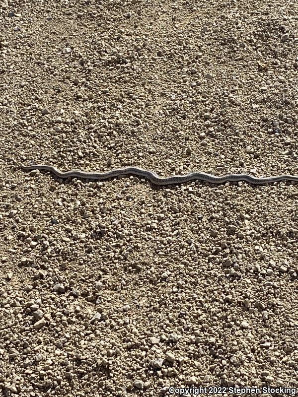 Mojave Patch-nosed Snake (Salvadora hexalepis mojavensis)