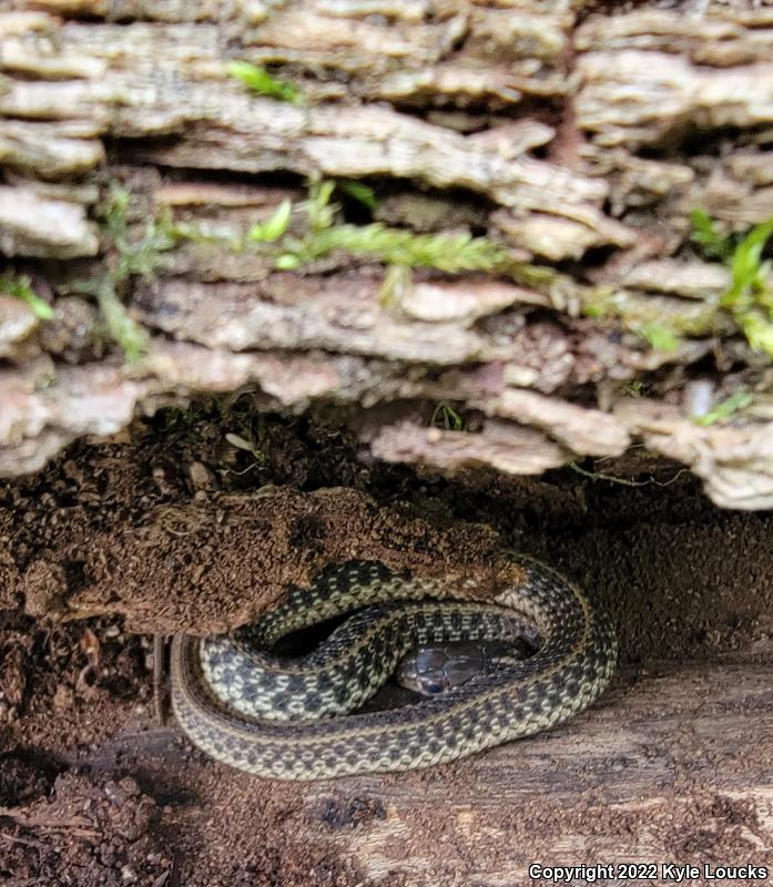 Eastern Gartersnake (Thamnophis sirtalis sirtalis)