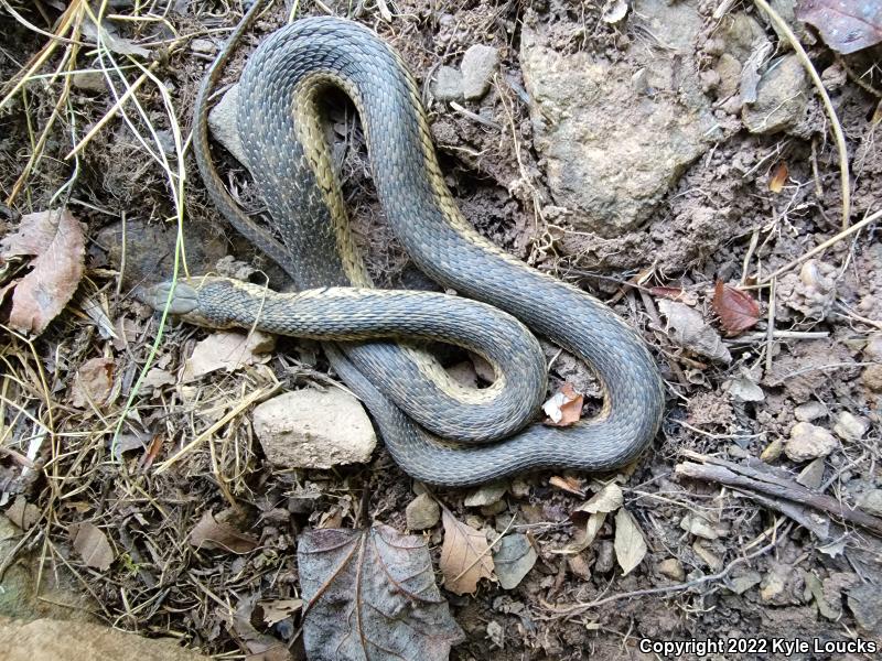 Eastern Gartersnake (Thamnophis sirtalis sirtalis)