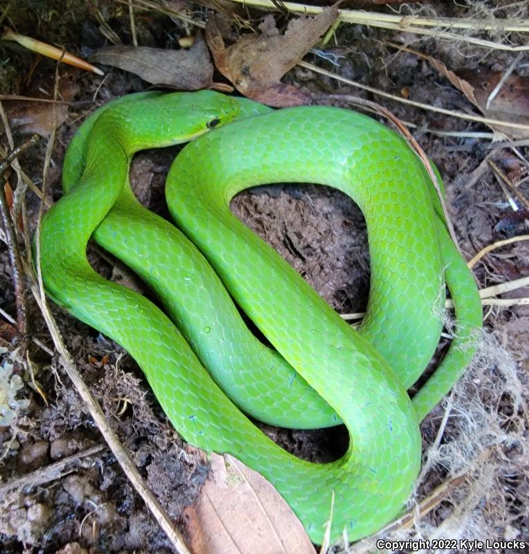 Smooth Greensnake (Opheodrys vernalis)