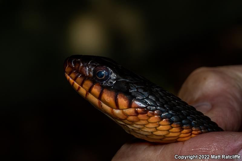 Red-bellied Watersnake (Nerodia erythrogaster erythrogaster)