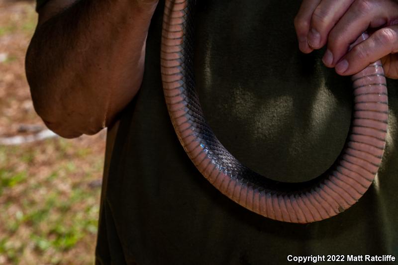 Red-bellied Watersnake (Nerodia erythrogaster erythrogaster)