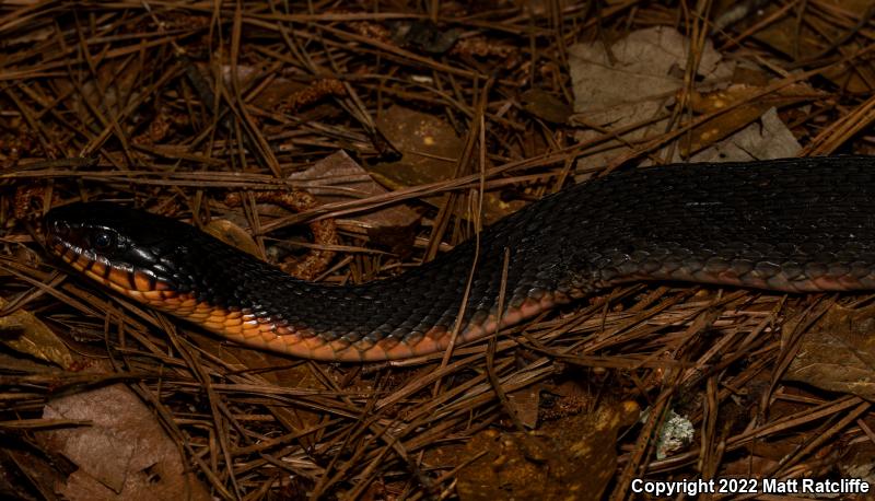 Red-bellied Watersnake (Nerodia erythrogaster erythrogaster)