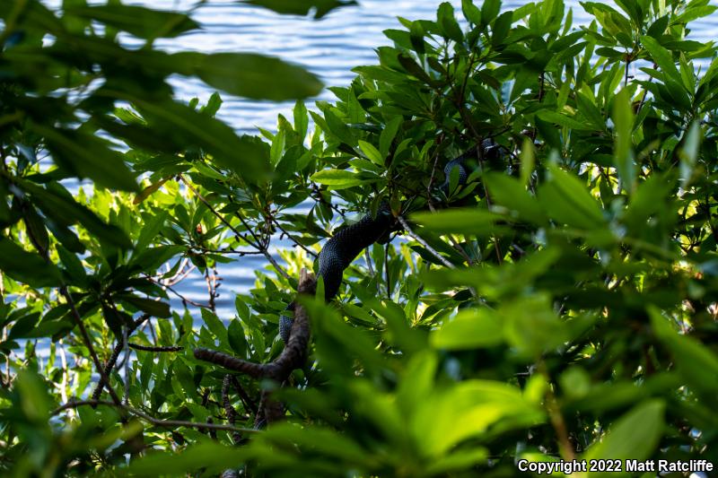 Brown Watersnake (Nerodia taxispilota)