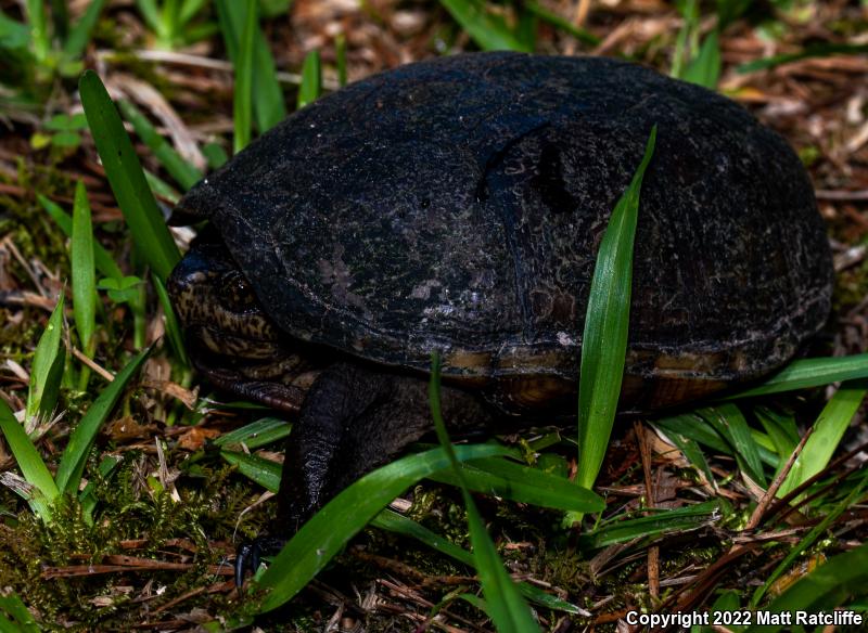 Eastern Mud Turtle (Kinosternon subrubrum)