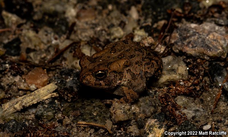 Fowler's Toad (Anaxyrus fowleri)