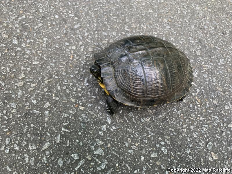 Yellow-bellied Slider (Trachemys scripta scripta)