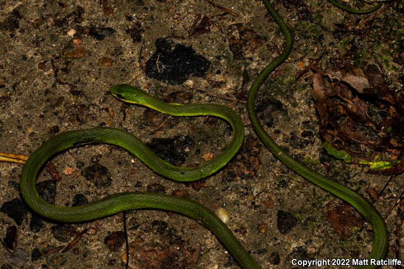 Northern Rough Greensnake (Opheodrys aestivus aestivus)