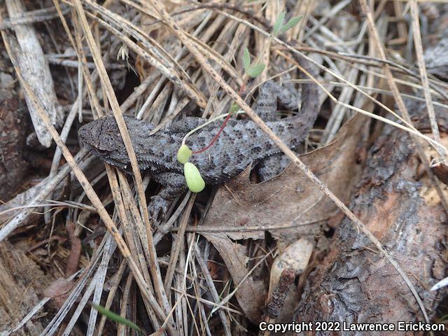 NorthWestern Fence Lizard (Sceloporus occidentalis occidentalis)