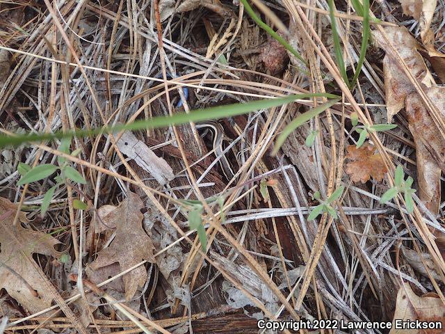 Greater Brown Skink (Plestiodon gilberti gilberti)