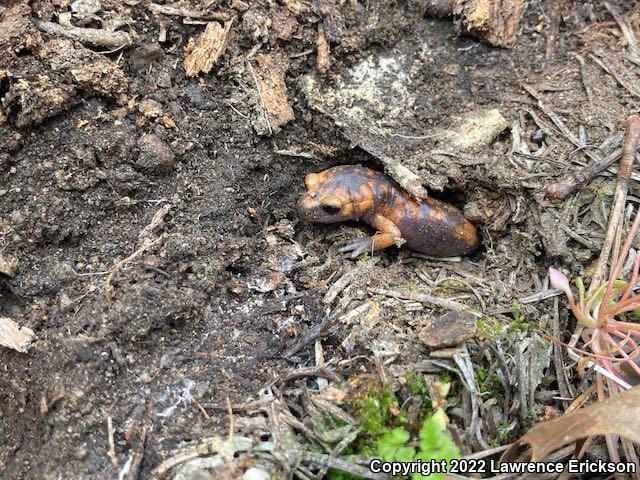 Sierra Nevada Ensatina (Ensatina eschscholtzii platensis)