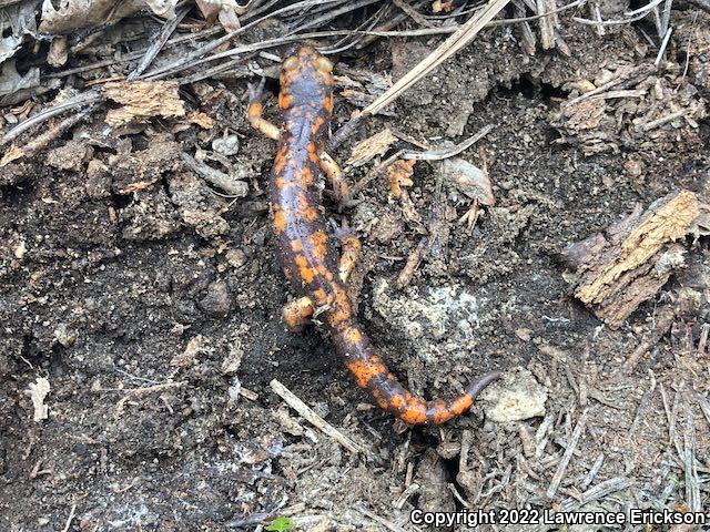 Sierra Nevada Ensatina (Ensatina eschscholtzii platensis)