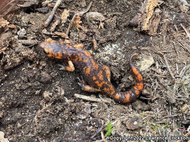 Sierra Nevada Ensatina (Ensatina eschscholtzii platensis)