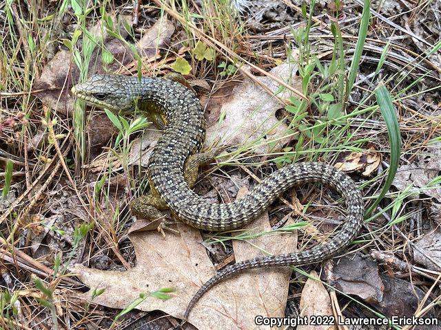 Sierra Alligator Lizard (Elgaria coerulea palmeri)