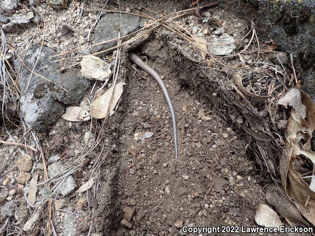 Greater Brown Skink (Plestiodon gilberti gilberti)