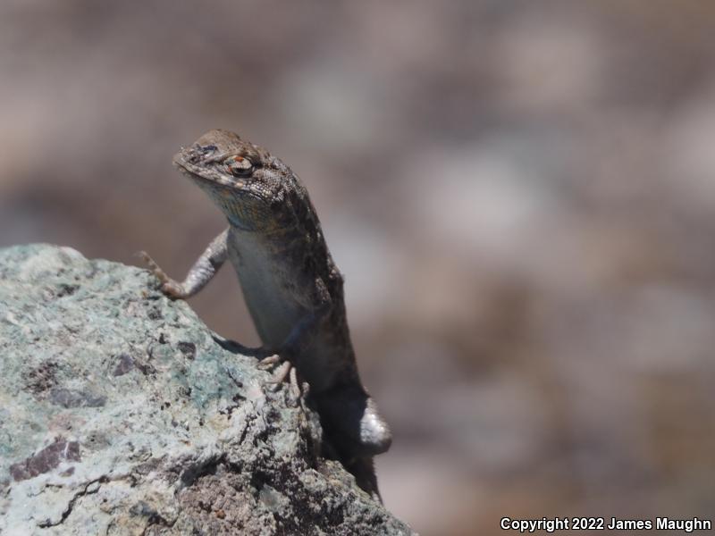 Western Side-blotched Lizard (Uta stansburiana elegans)