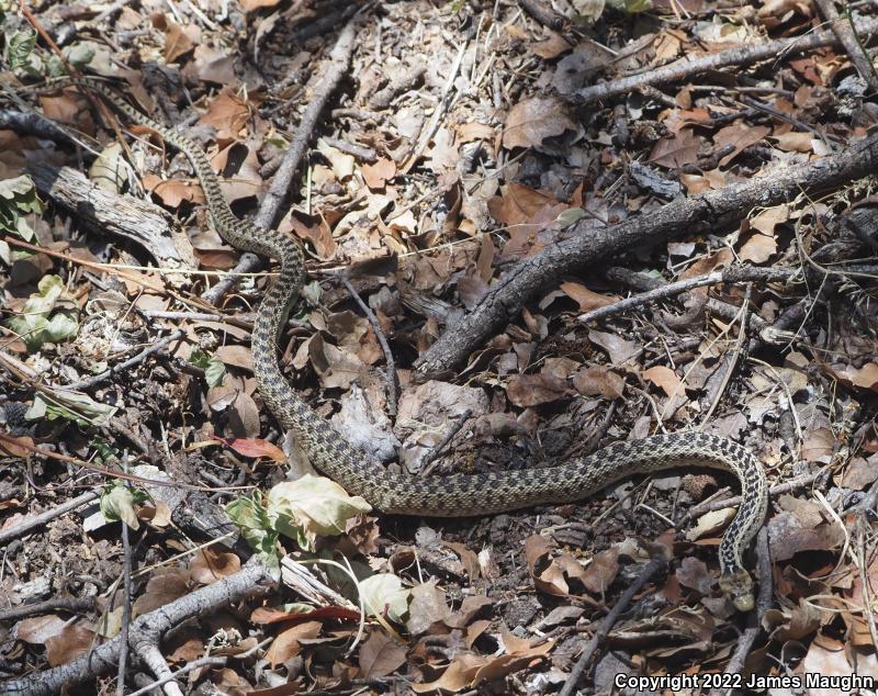 Pacific Gopher Snake (Pituophis catenifer catenifer)