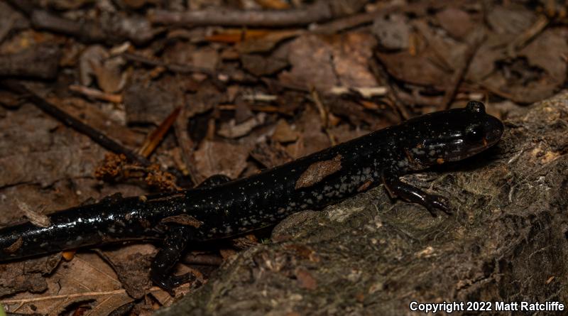 Atlantic Coast Slimy Salamander (Plethodon chlorobryonis)