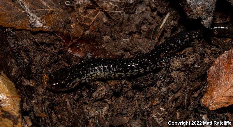 Atlantic Coast Slimy Salamander (Plethodon chlorobryonis)