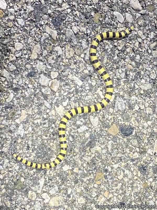 Mojave Shovel-nosed Snake (Chionactis occipitalis occipitalis)