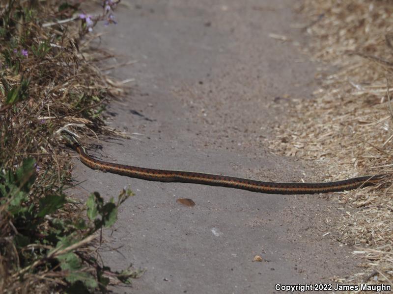 Coast Gartersnake (Thamnophis elegans terrestris)