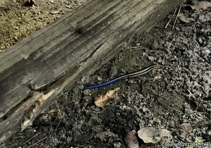 Western Skink (Plestiodon skiltonianus skiltonianus)