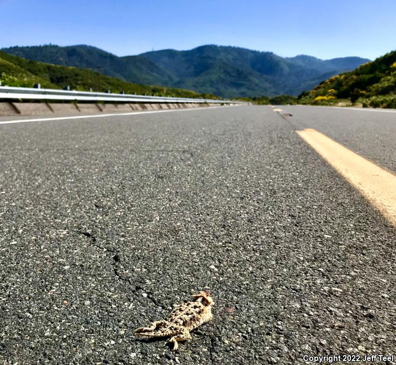 Blainville's Horned Lizard (Phrynosoma blainvillii)