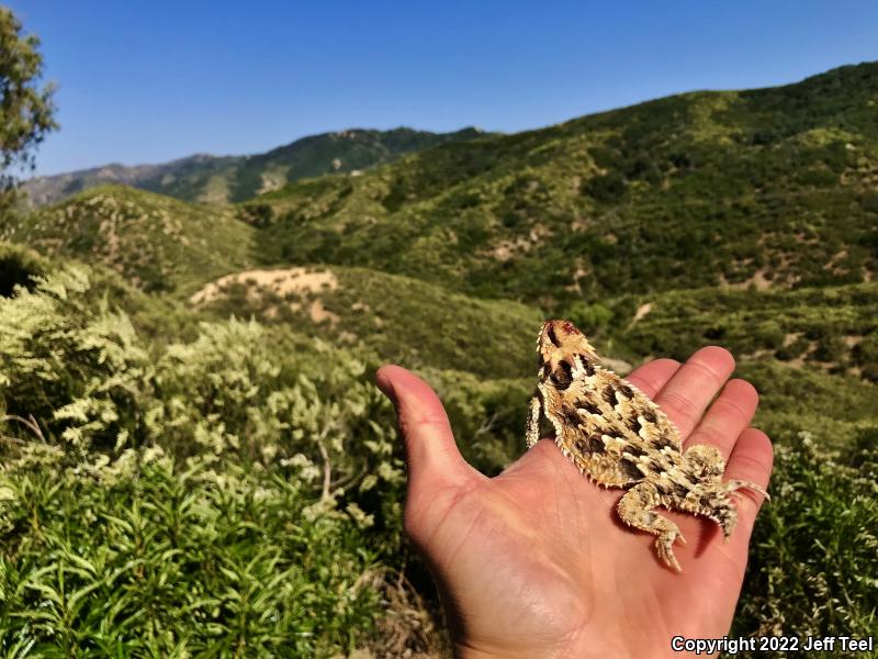 Blainville's Horned Lizard (Phrynosoma blainvillii)