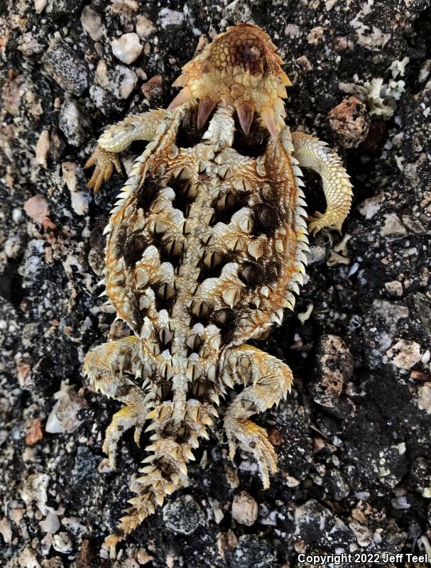 Blainville's Horned Lizard (Phrynosoma blainvillii)